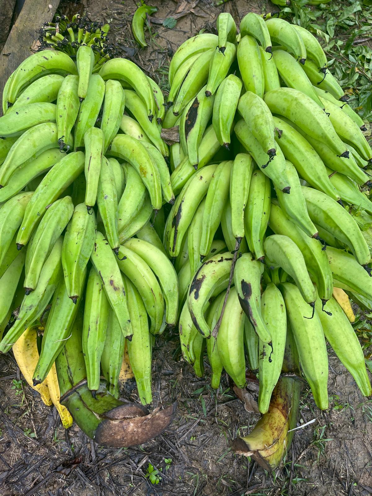 Plantain de la  sociéte coopérative Coopagrif COOP-CA